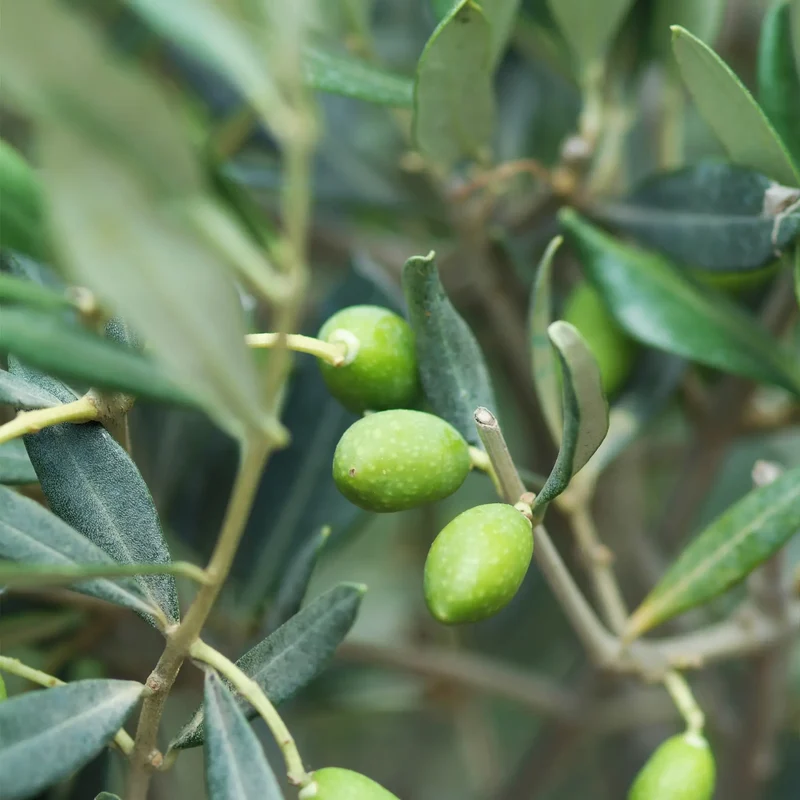 Mediterranes Olivenbäumchen