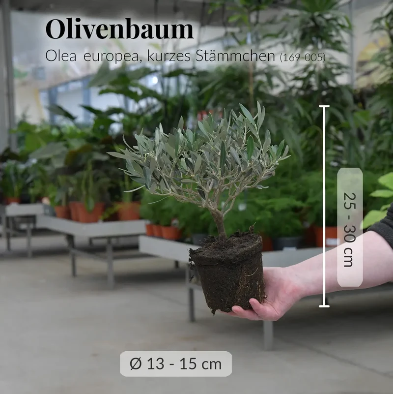 Mediterranes Olivenbäumchen