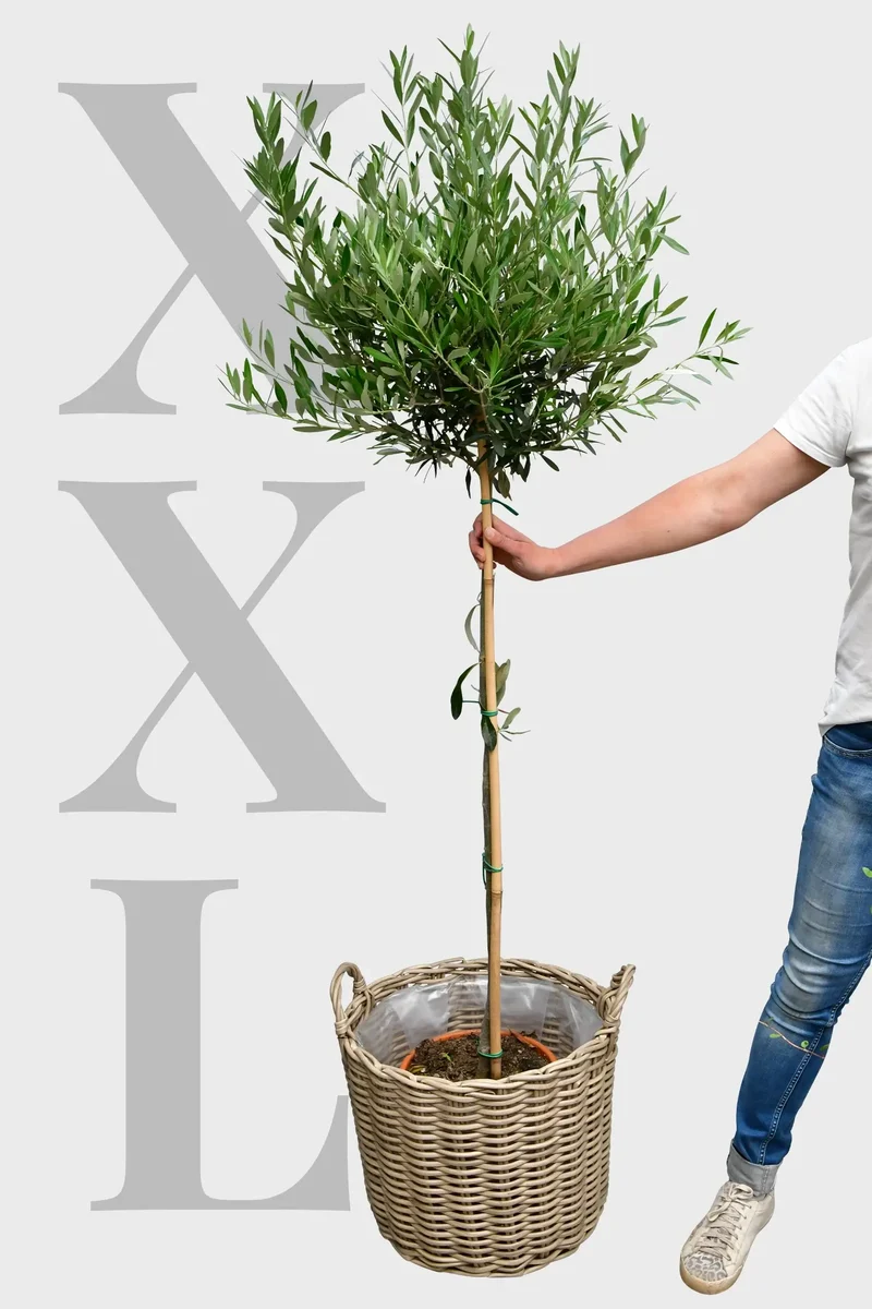XXL Olivenbaum, 160-170cm