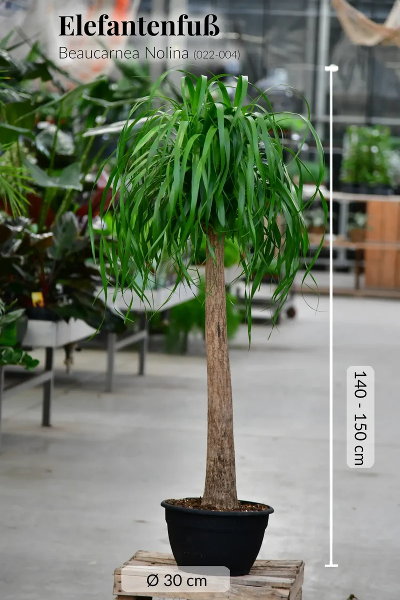 XXL Elefantenfuß Beaucarnea Nolina, 130-140cm