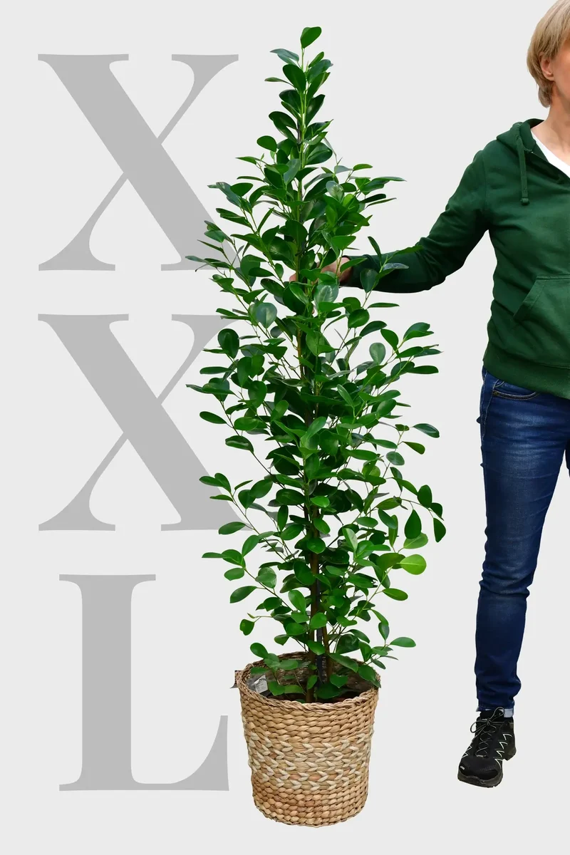XXL Chinesische Feige Ficus Moclame, 160-170cm