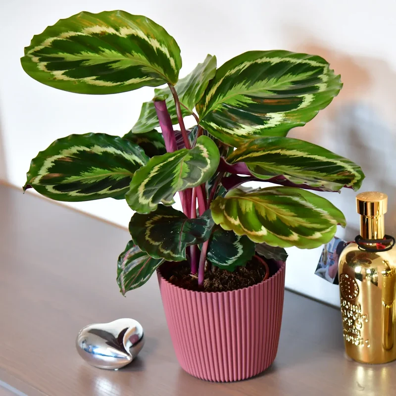 Calathea Medallion