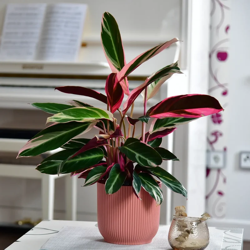 Calathea Triostar