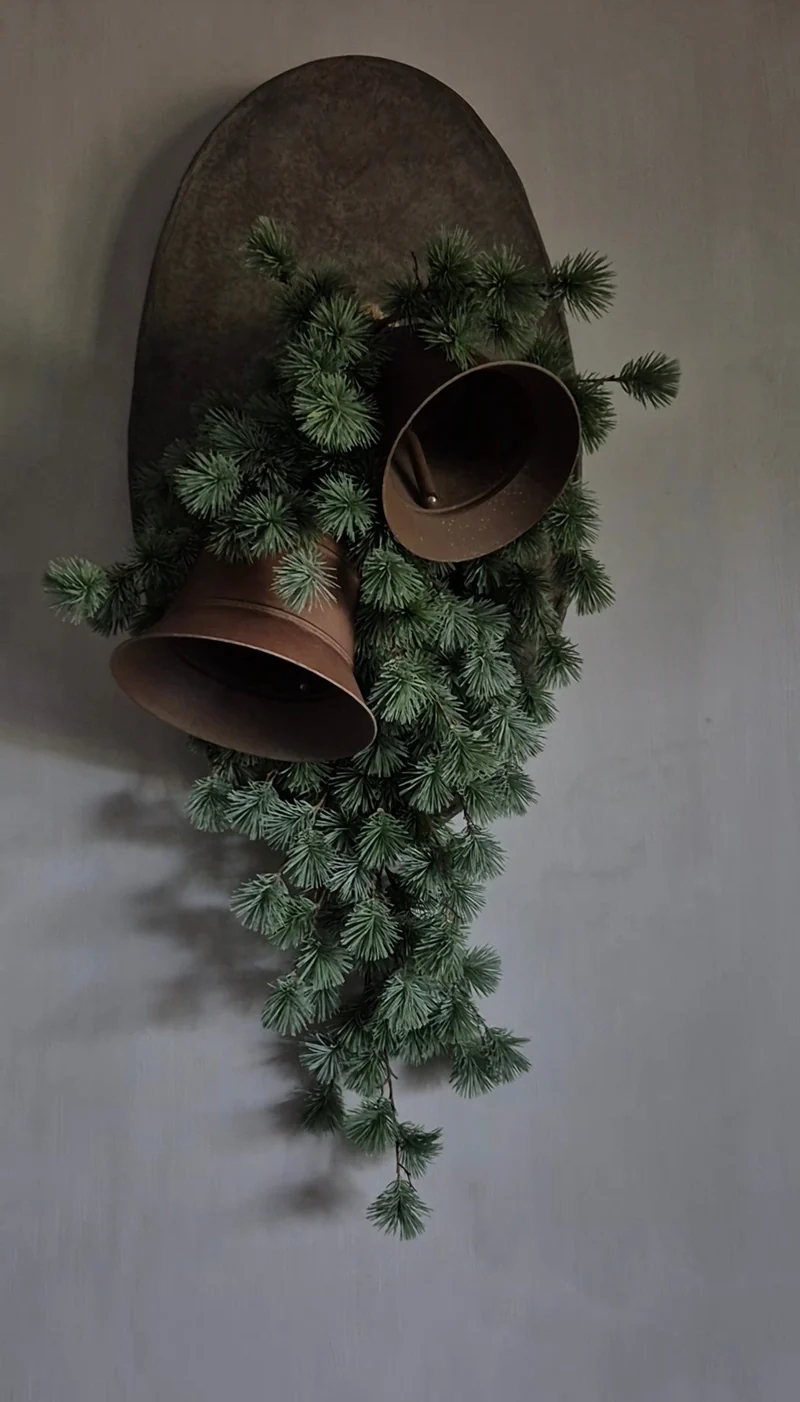 Larix kransje - 30 cm