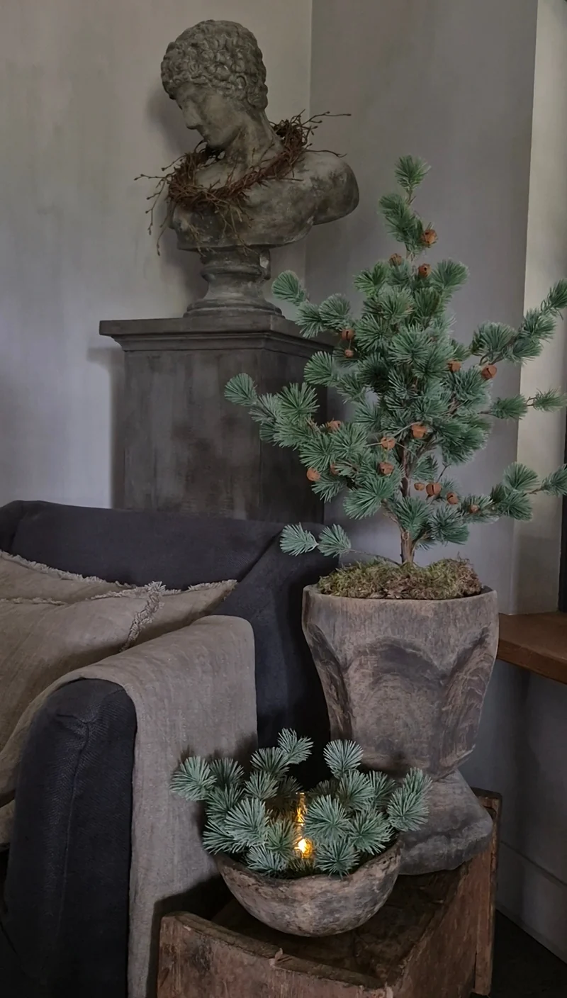 Larix kransje - 30 cm