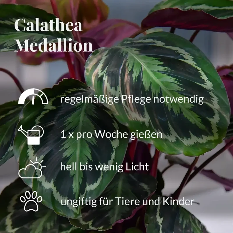 Calathea Medallion No.19