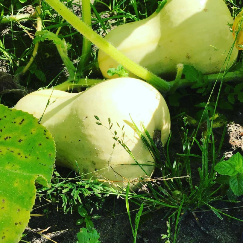 Essbare Kürbis Waltham Butternut Samen BIO