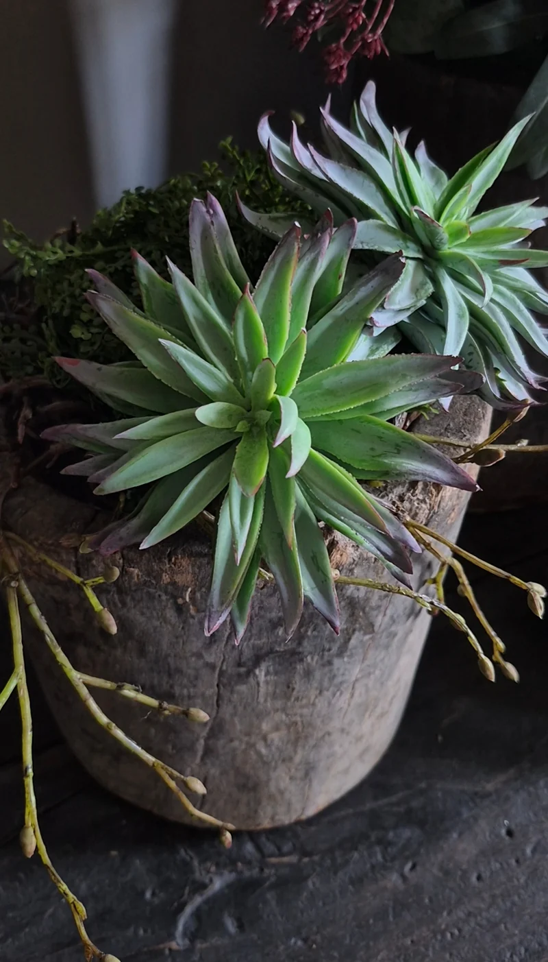 Kunst vetplant aeonium groen bordeauxrood - 13 cm