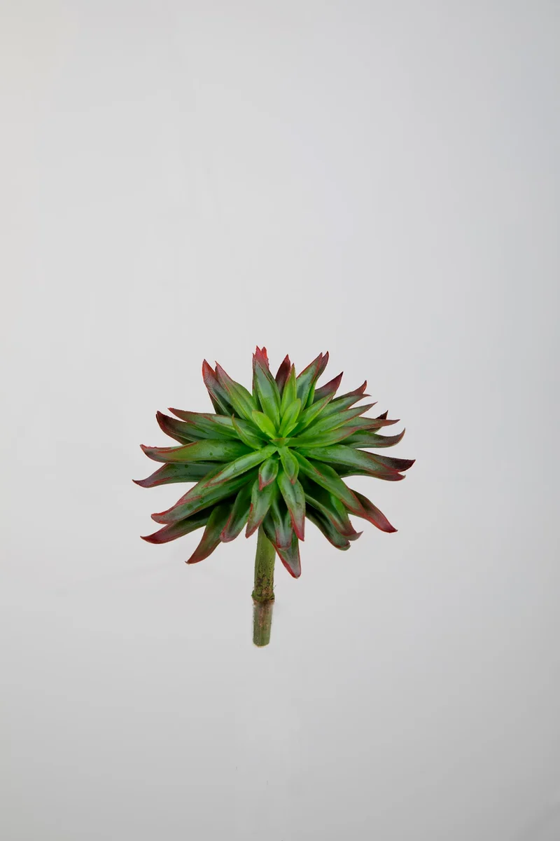 Kunst vetplant aeonium groen bordeauxrood - 13 cm