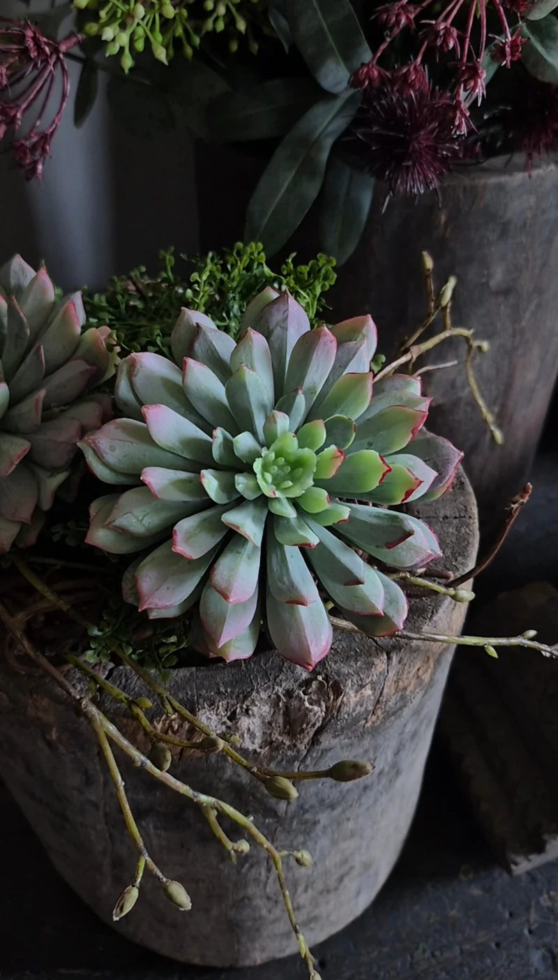 Kunst vetplant echeveria groen bordeauxrood - 10 cm