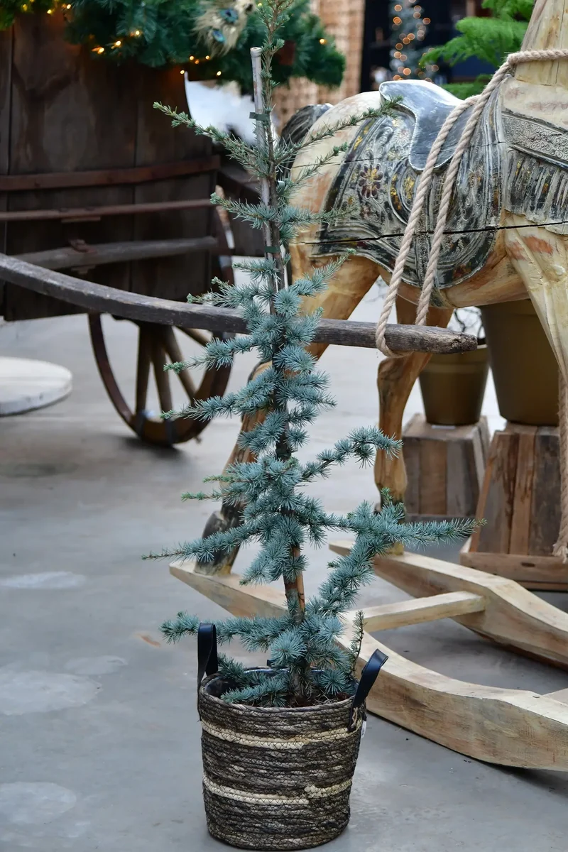 Große Zeder Weihnachtsbaum im Topf, 110-120cm