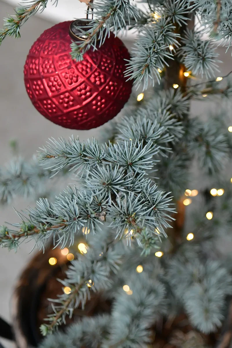 Große Zeder Weihnachtsbaum im Topf, 110-120cm