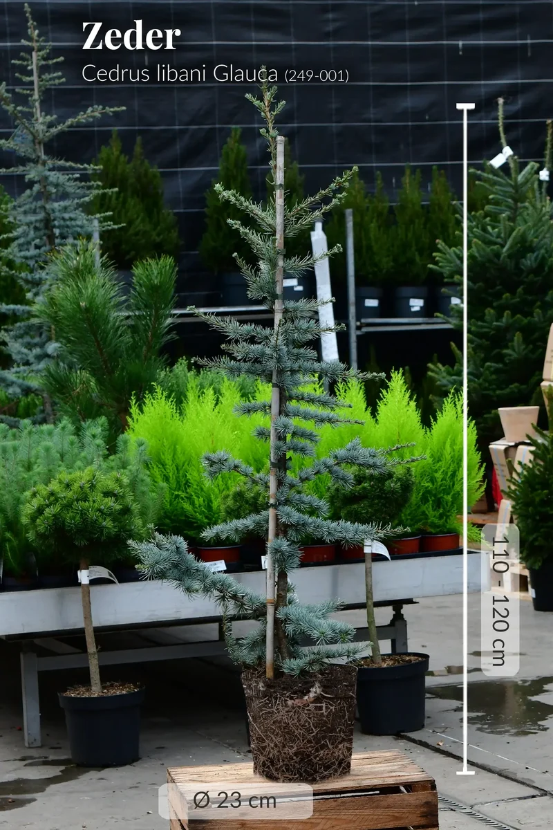 Große Zeder Weihnachtsbaum im Topf, 110-120cm