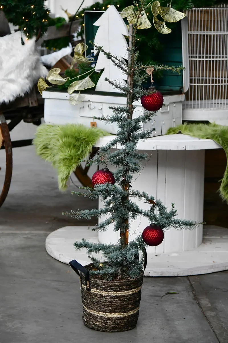 Große Zeder Weihnachtsbaum im Topf, 110-120cm