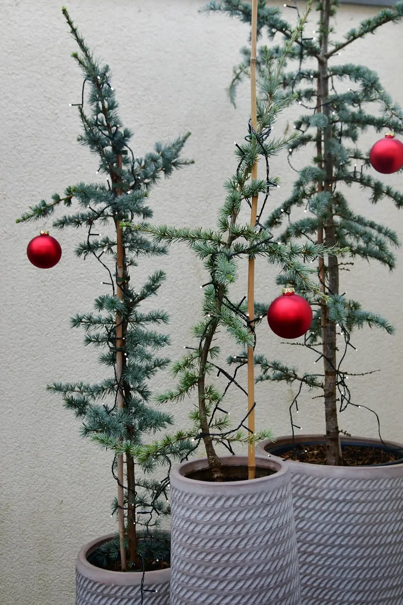 Große Zeder Weihnachtsbaum im Topf, 110-120cm