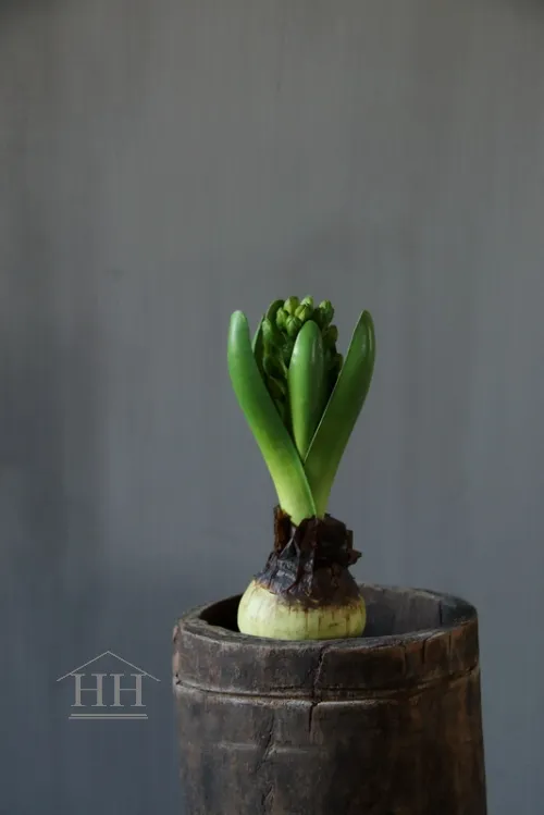 Pre-order Kunst hyacint op bol 20cm