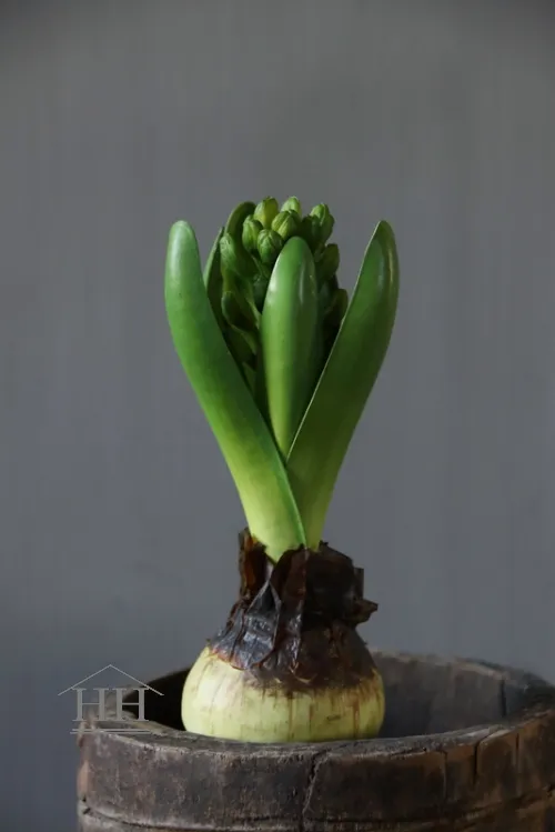 Pre-order Kunst hyacint op bol 20cm
