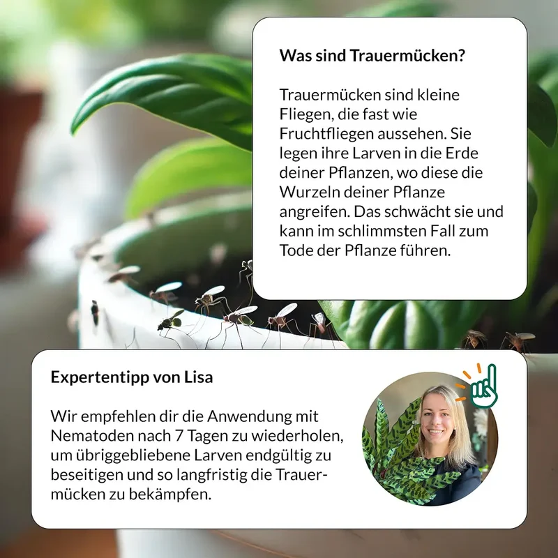 Starterset Trauermücken Adé: Nematoden und Gelbtafeln