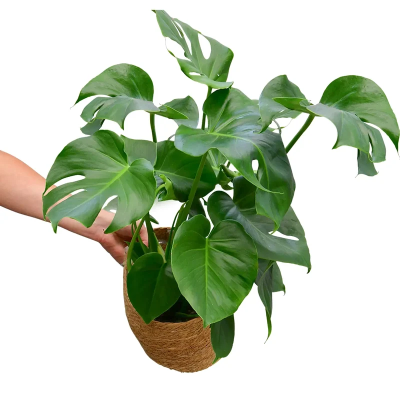 Monstera No.17, 80cm