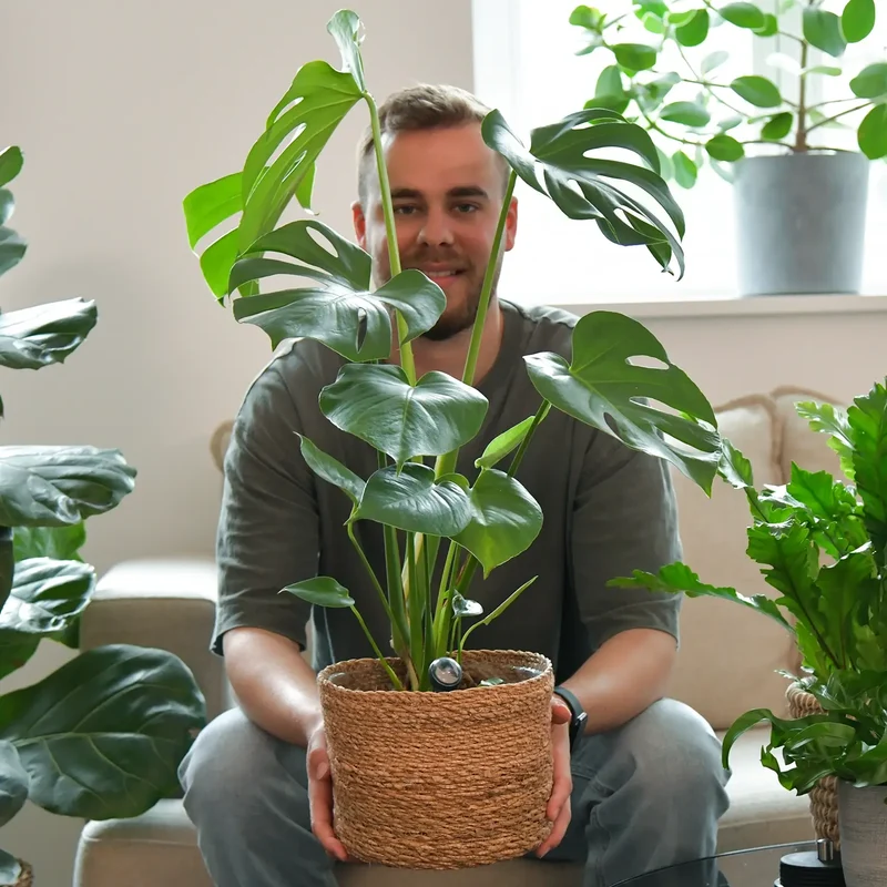 Monstera No.17, 80cm
