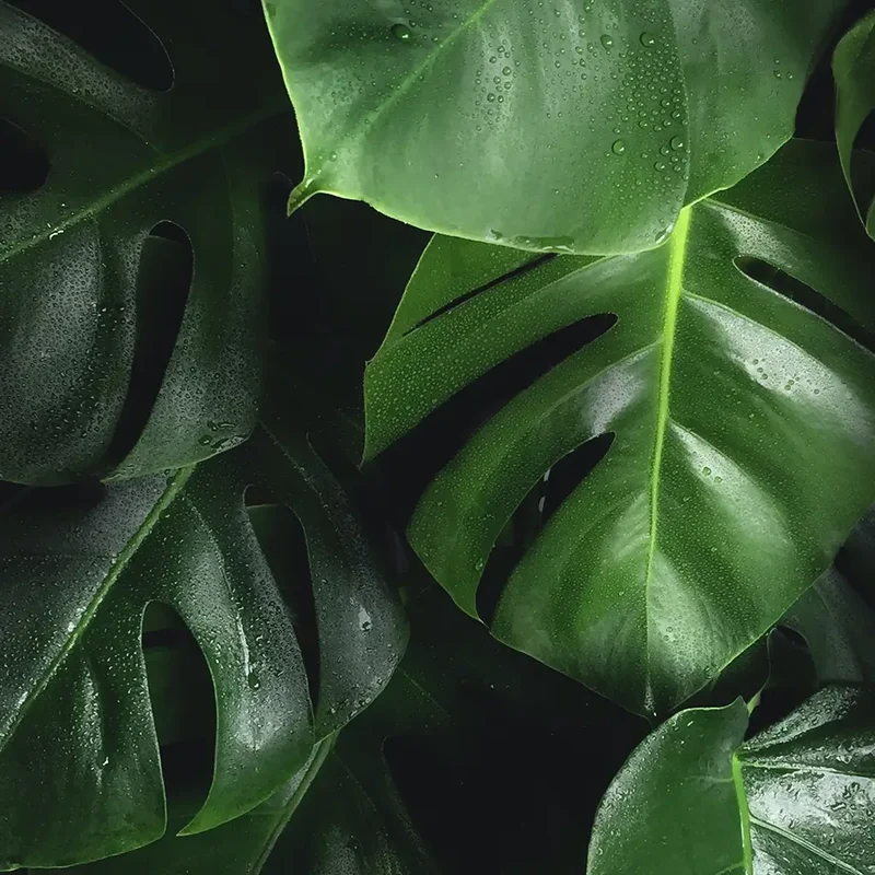 Monstera No.17, 80cm