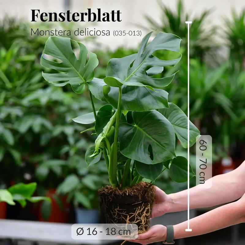 4er Box Einfach & Unkompliziert