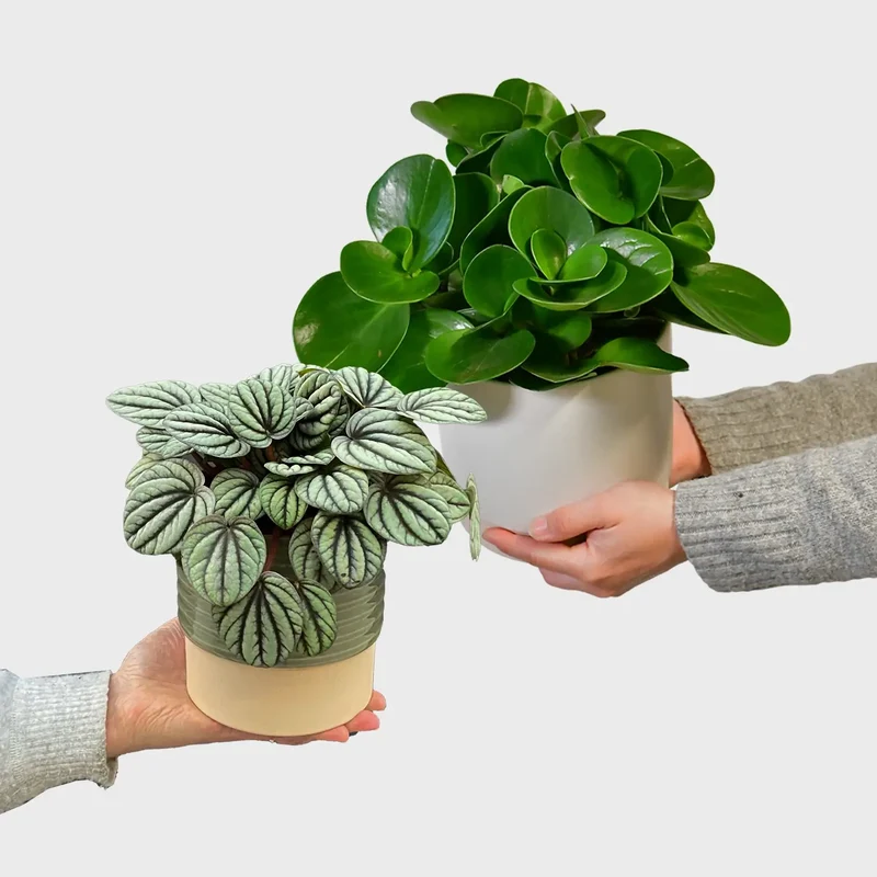 Peperomia Pärchen
