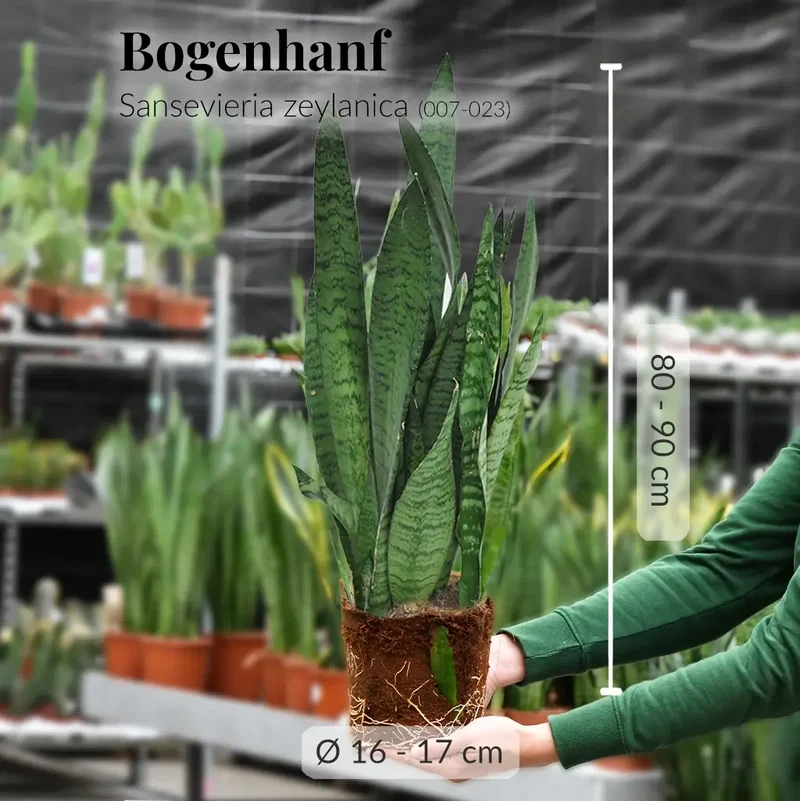 Bogenhanf Bosse
