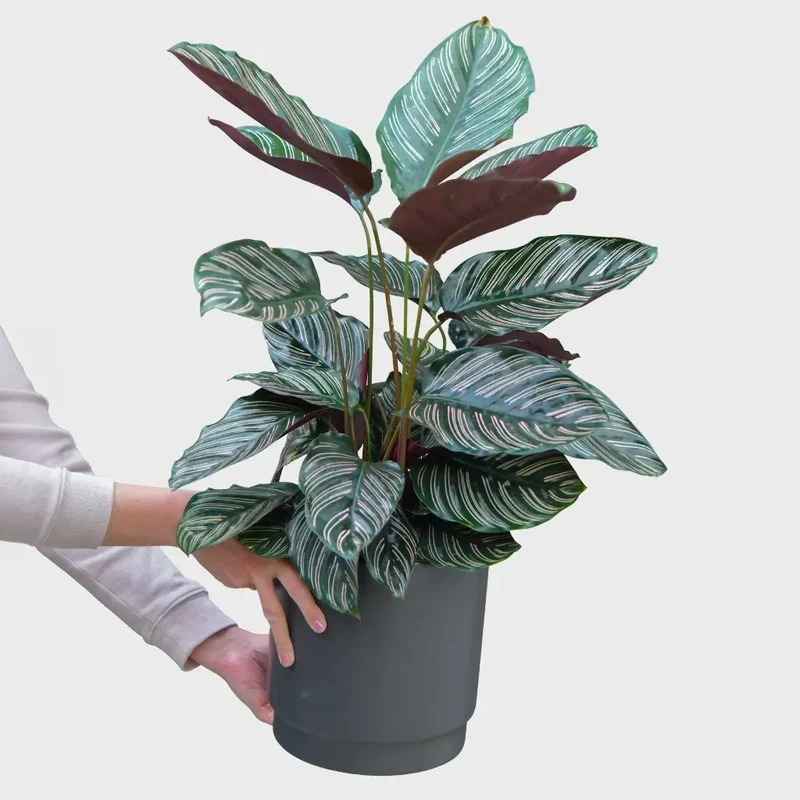 Calathea Ornata Pink No.19