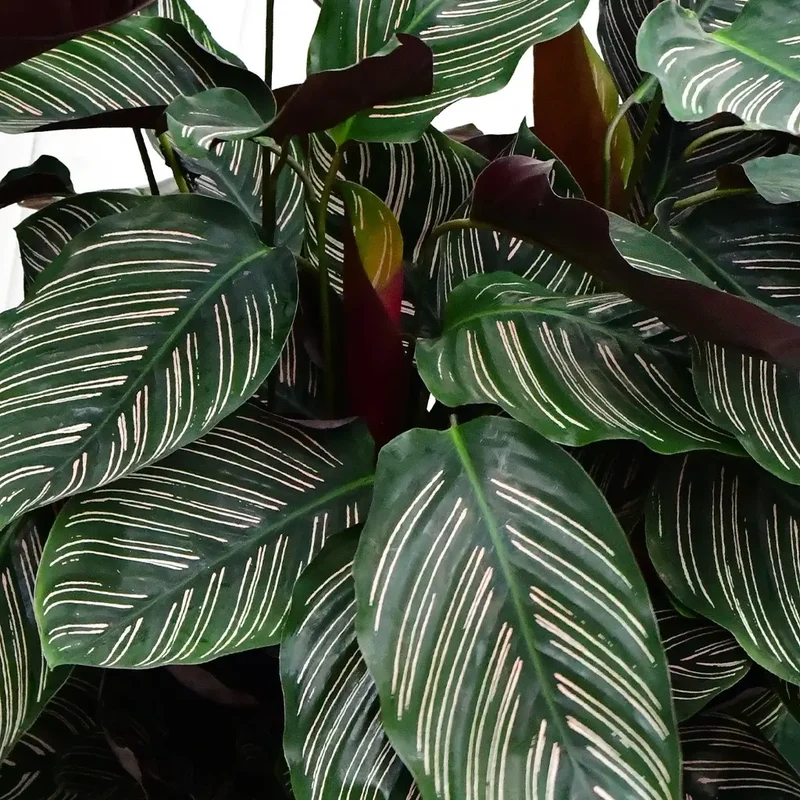 Calathea Ornata Pink No.19