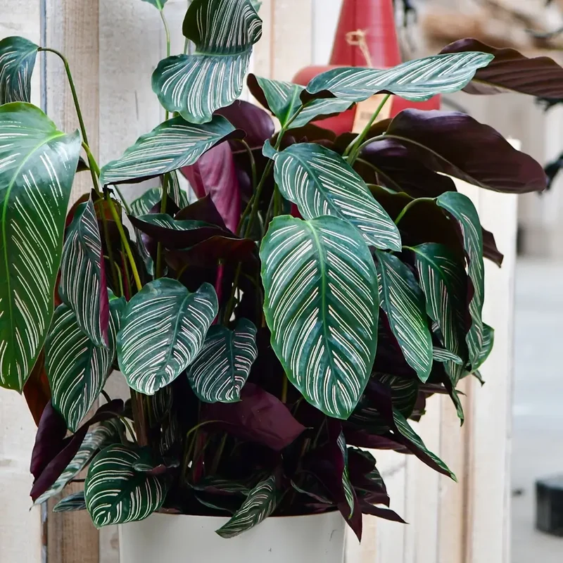 Calathea Ornata Pink No.19