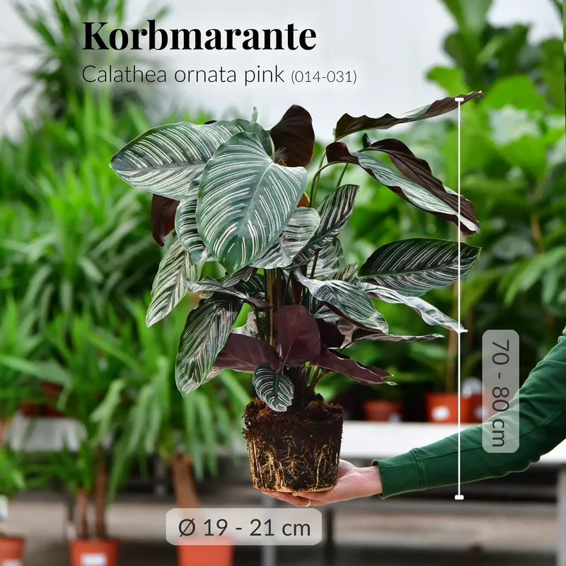 Calathea Ornata Pink No.19