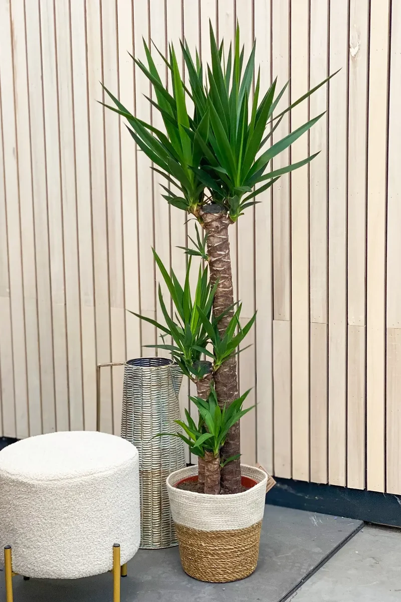 XXL Yucca Palme 3 stämmig, 130-140cm