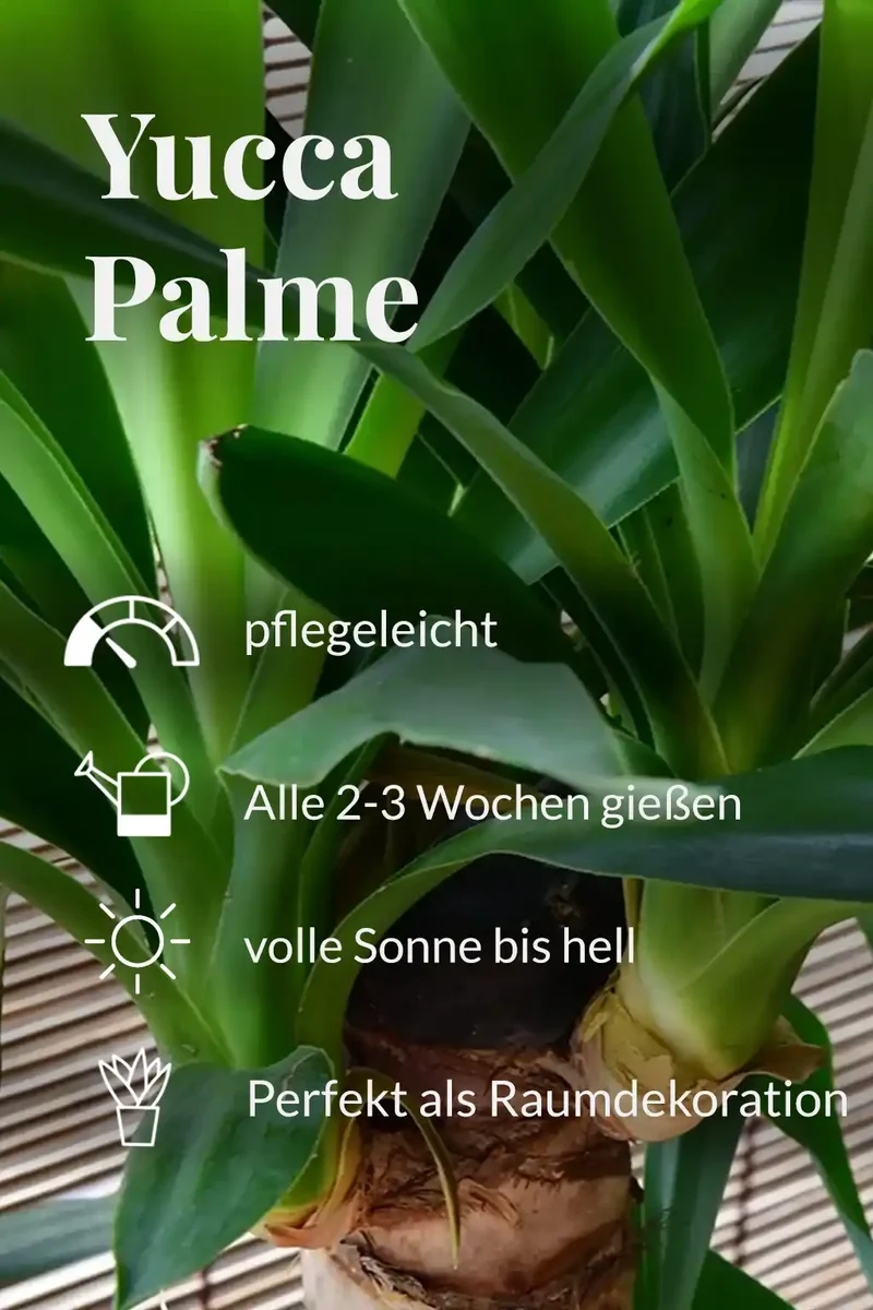 Große Yucca Palme, 100-110cm