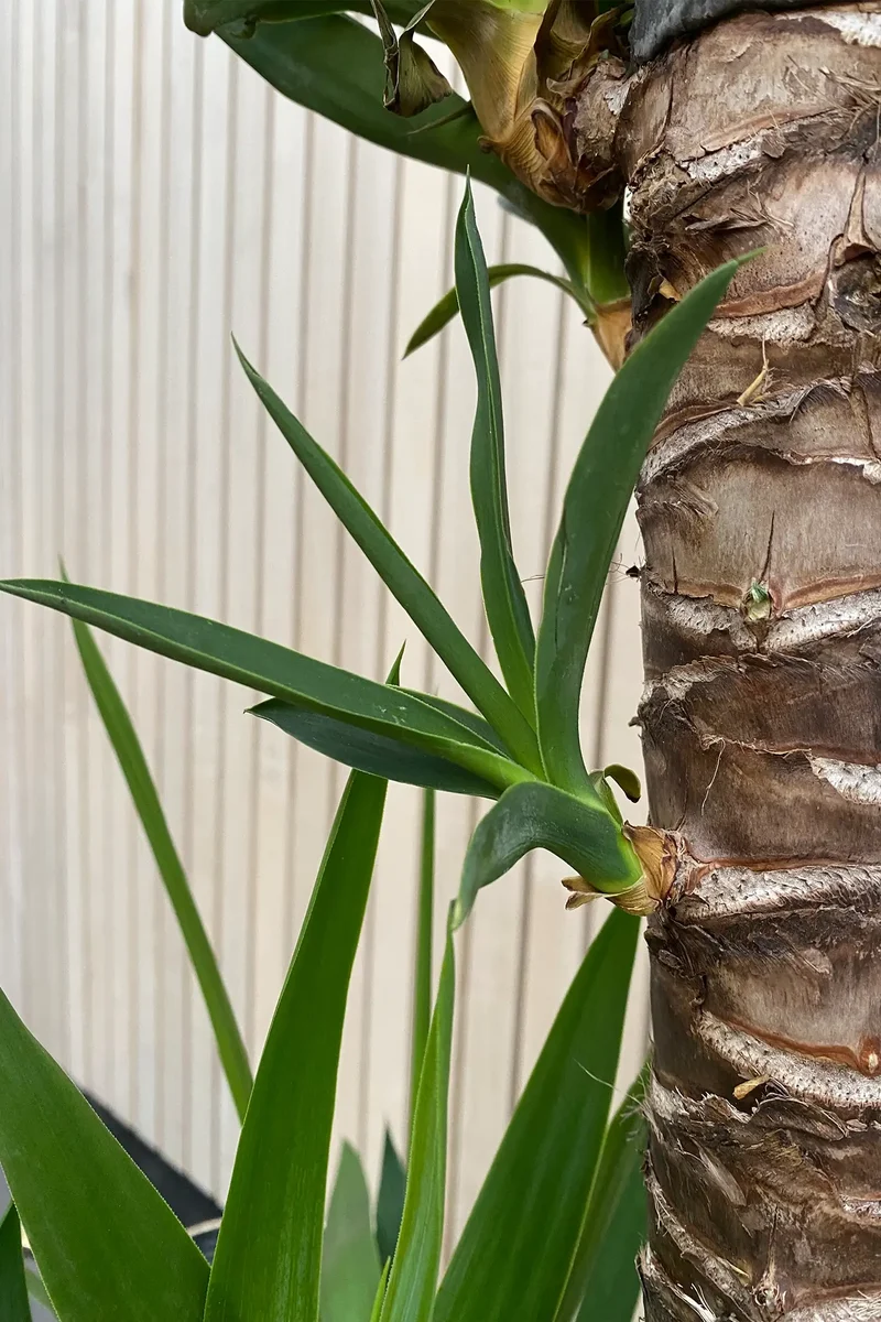 XXL Yucca Palme 3 stämmig, 130-140cm