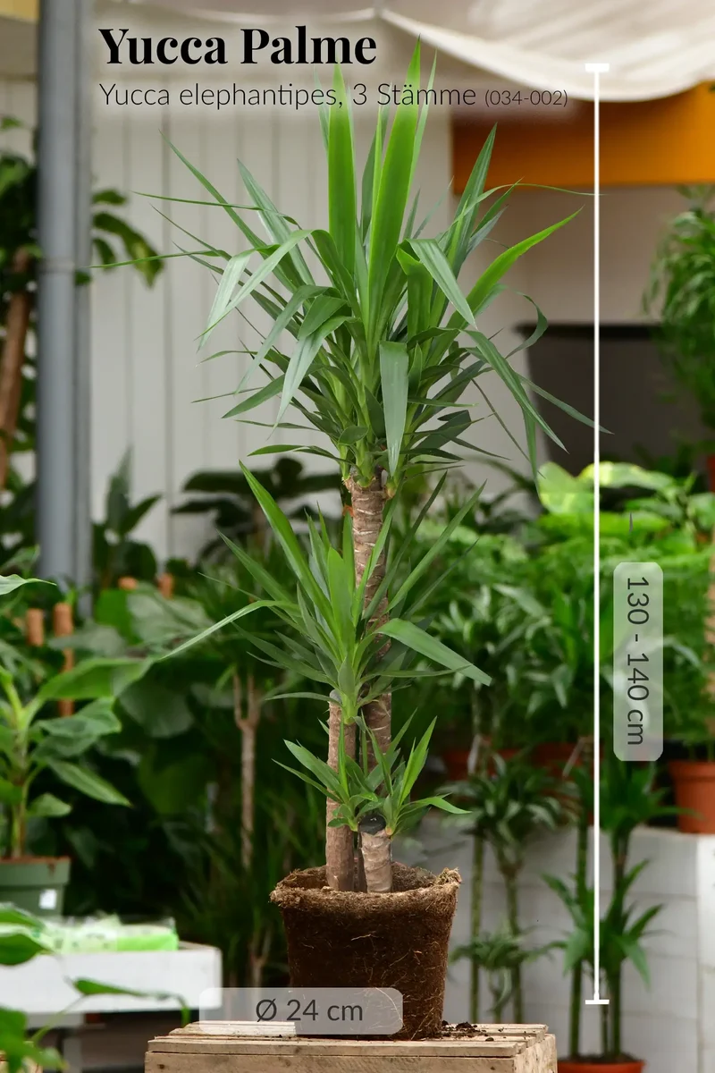 XXL Yucca Palme 3 stämmig, 130-140cm