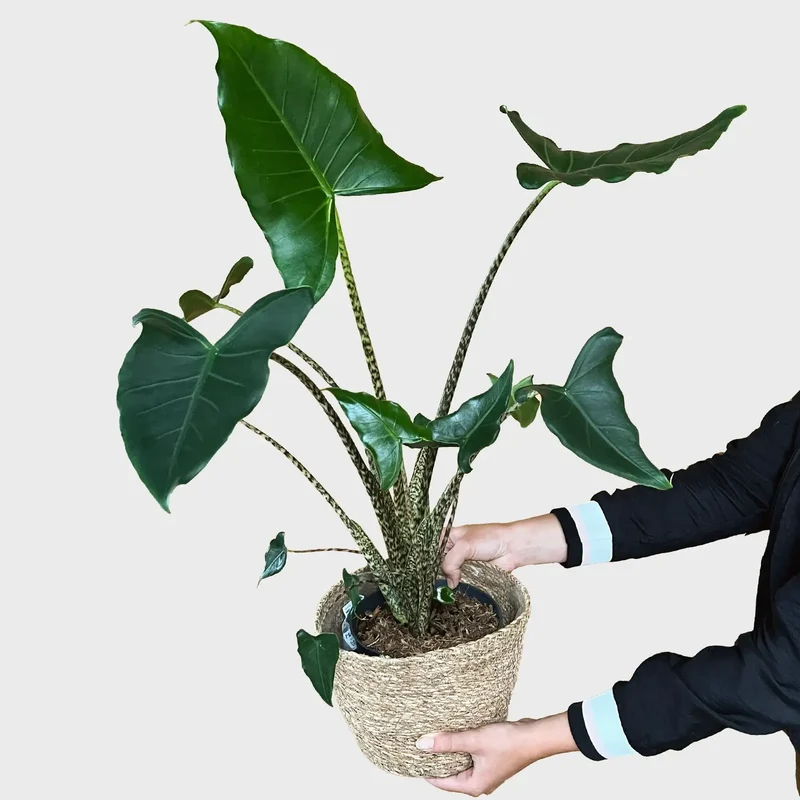 Alocasia Zebrina
