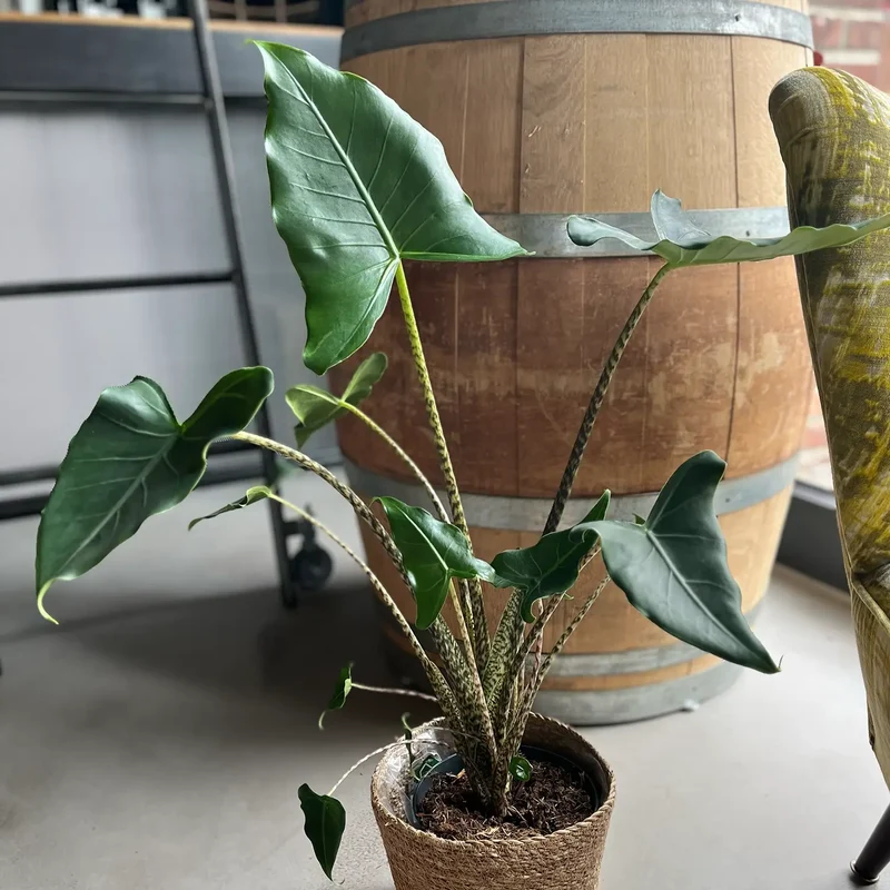 Alocasia Zebrina