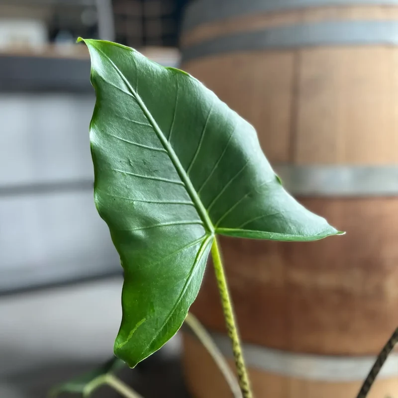 Alocasia Zebrina