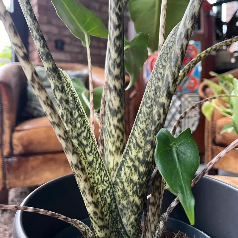 Alocasia Zebrina
