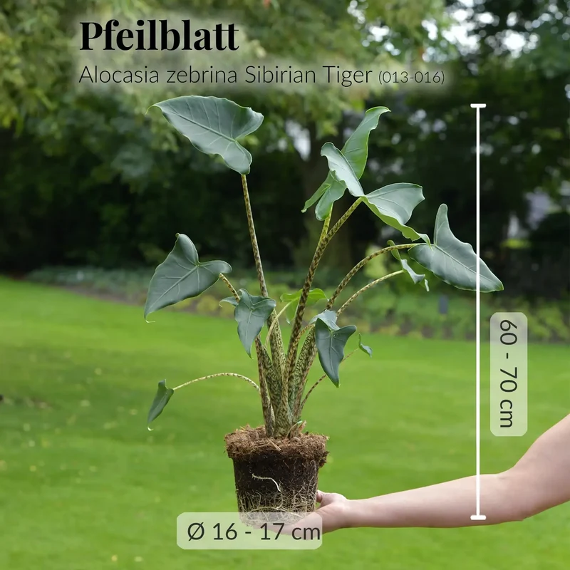 Alocasia Zebrina