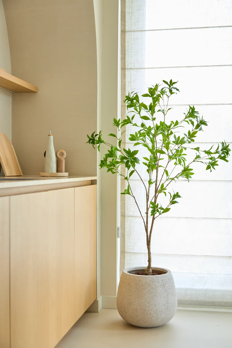 Kunstplant Pieris Japonica 150 cm