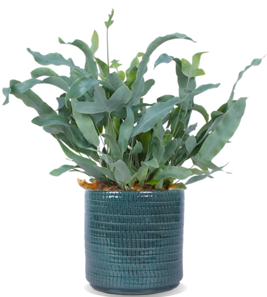 Phlebodium blue star (Goldtüpfel-Farn "Blue Star") (S)