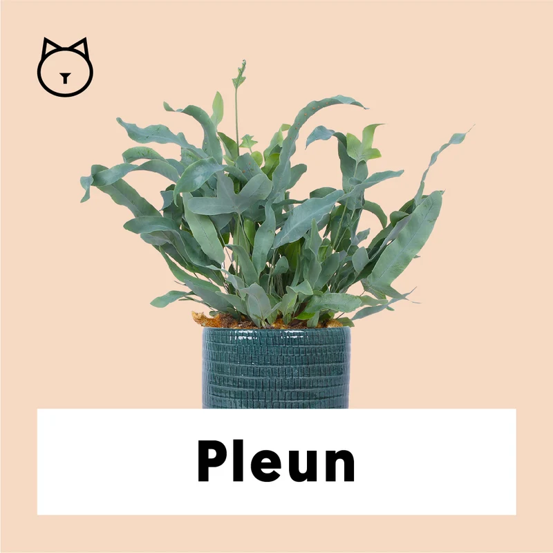 Phlebodium blue star (Goldtüpfel-Farn "Blue Star") (S)