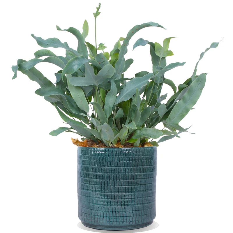 Phlebodium blue star (Goldtüpfel-Farn "Blue Star") (S)