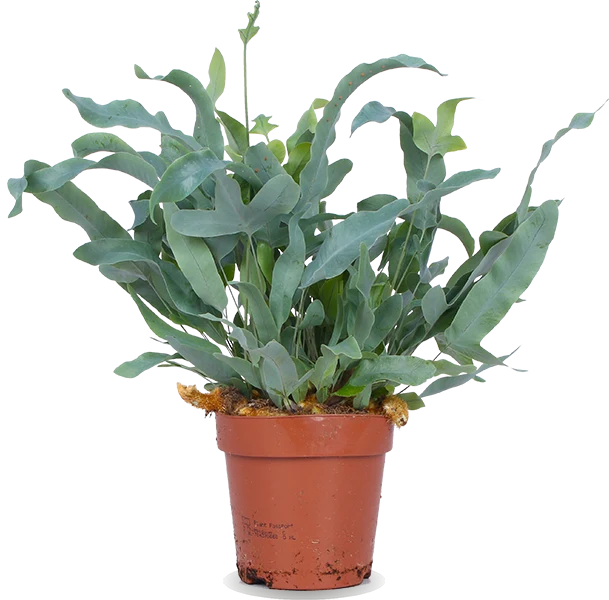 Phlebodium blue star (Goldtüpfel-Farn "Blue Star") (S)