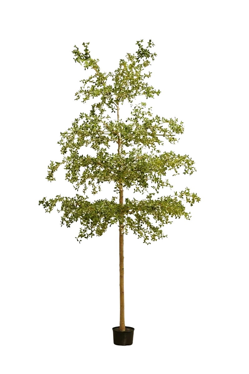 Künstlicher schwarzer Olivenbaum - Finja | 390 cm