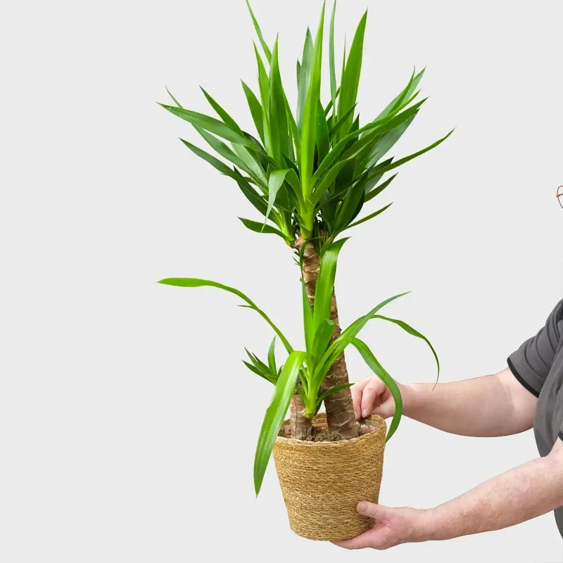 Yucca Palme