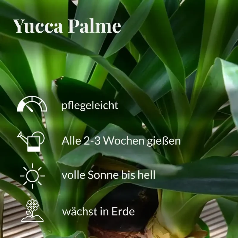 Yucca Palme