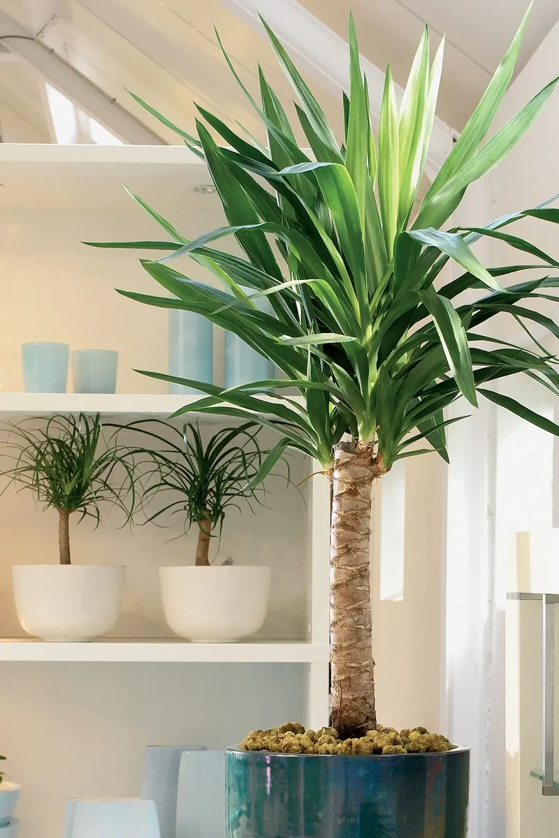 Große Yucca Palme, 100-110cm